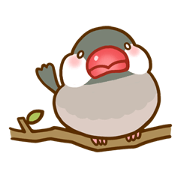 Chubby java sparrow