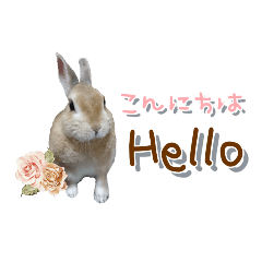 うちの子シリーズ『うさぎのみるくちゃん』