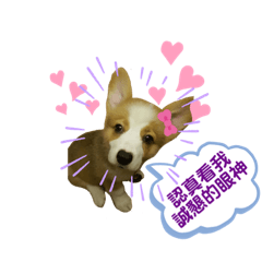 Q比耶