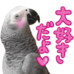 Grey Parrot Laala