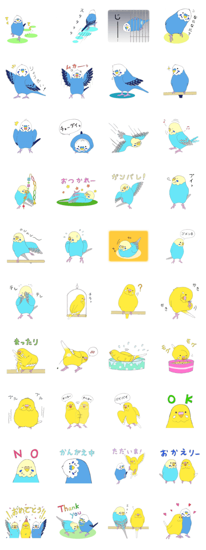 Daily life of budgerigars