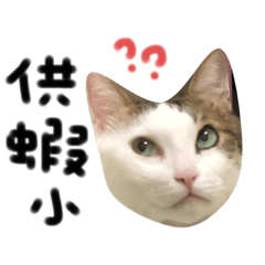 阿菠阿妮的日常