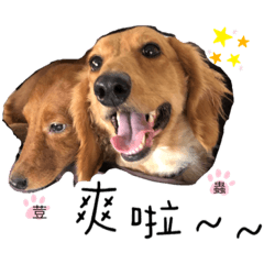 耍廢狗狗-臘腸