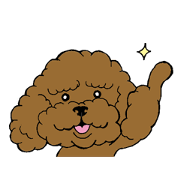 Let's talk with toy poodle!