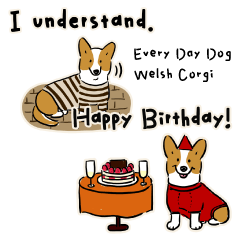 Every Day Dog Welsh Corgi2