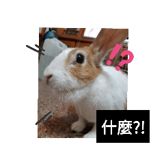 奶茶是一隻兔子