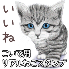 Koide Real pretty cats