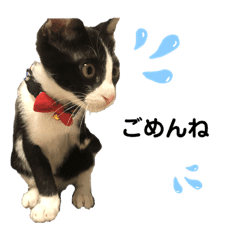 ラッキー ハチワレ猫ちゃん Line スタンプ Line Store