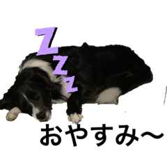 leo-kun.Border collie