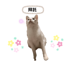 呆呆泡泡胖胖絲絲