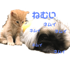 chisa_20191207015843