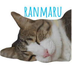 ranmaru no stamp 2019.