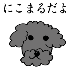nicoMARU from toy poodle