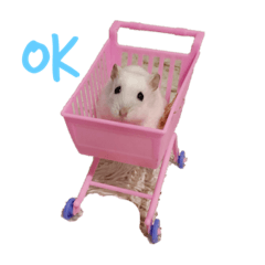 hikarimomochi20171021