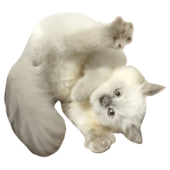 Eden Kitty 07.11 2.0