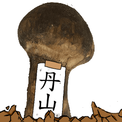 松茸研究家丹山さんのマツタケ