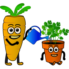 แครอทและผักชี