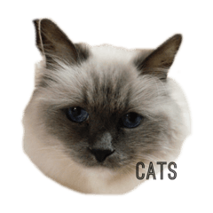 cats--