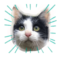Cat_Rei