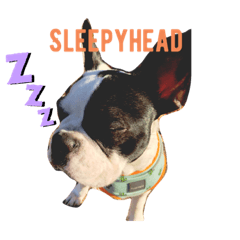 jasper the frenchie
