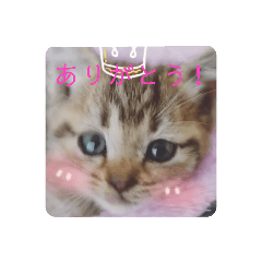 3 kittens_20191208125155