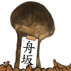 松茸研究家舟坂さんのマツタケ