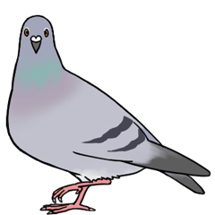 lucu Pigeon