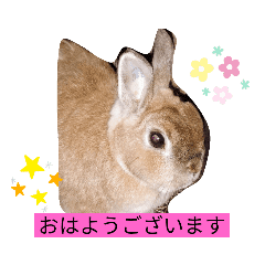 茶色のうさぎイーナ2 Lineクリエイターズスタンプ Stamplist 茶色のうさぎイーナ2 Lineクリエイターズスタンプ Stamplist