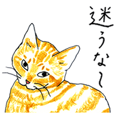 brown tabby cat koto-chan part2