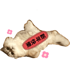 Amy的日常用語～
