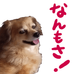 Hokkaido Valve dog