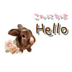 うちの子シリーズ『うさぎのチョコちゃん』