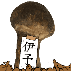 松茸研究家伊予さんのマツタケ
