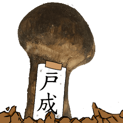 松茸研究家戸成さんのマツタケ