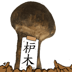 松茸研究家枦木さんのマツタケ