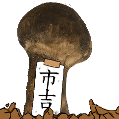 松茸研究家市吉さんのマツタケ