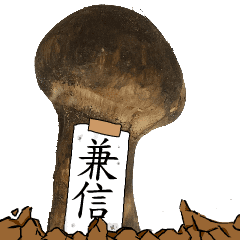 松茸研究家兼信さんのマツタケ