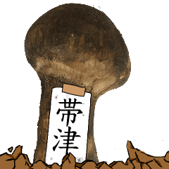 松茸研究家帯津さんのマツタケ
