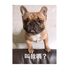 我是一隻臘腸 有點傲嬌但世界可愛