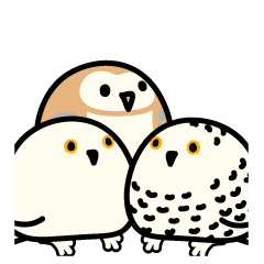 Snowy Owl and Barn Owl