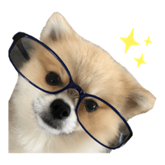 Pomeranian Marimo. by amy