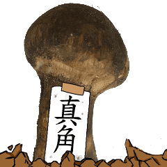 松茸研究家真角さんのマツタケ