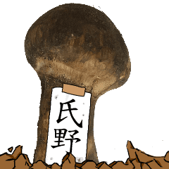 松茸研究家氏野さんのマツタケ