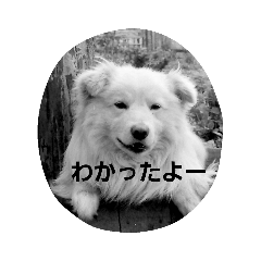 chisa_20191210200612