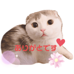 Scottish Fold rui