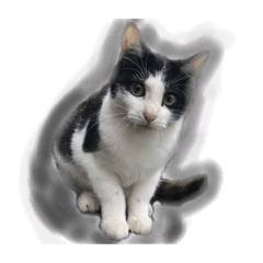 Rei_cat_20191211025556