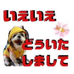 shizu_20191211063045