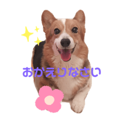 Welsh Corgi riku