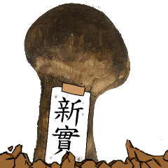 松茸研究家新實さんのマツタケ