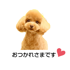 HARU-toypoodle2